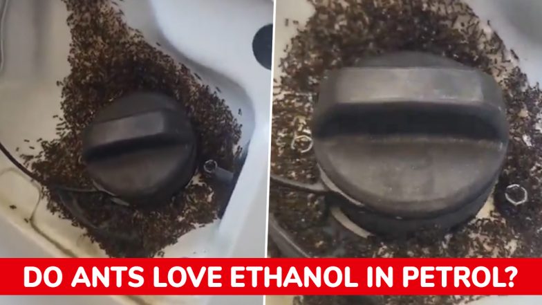Does Ethanol Petrol Really Attract Ants? The Science Behind the Viral Sikkim Video