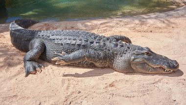 Florida Tourist Sues Wildlife Attraction After Alligator Bite During &lsquo;Free Gator Encounter&rsquo;, Seeks USD 50,000 in Damages
