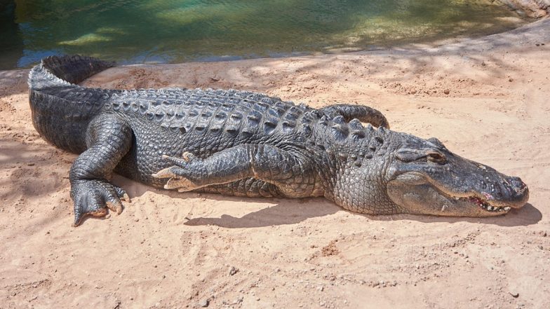 Florida Tourist Sues Wildlife Attraction After Alligator Bite During &lsquo;Free Gator Encounter&rsquo;, Seeks USD 50,000 in Damages