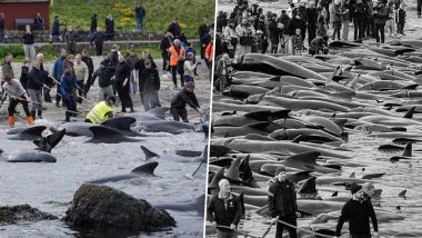 Faroe Islands Whale Hunt Videos: Over 700 Whales and Dolphins Killed As Sea Turns Red During Annual Grindadrap
