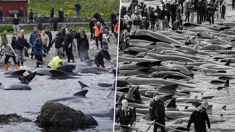 Faroe Islands Whale Hunt Videos: Over 700 Whales and Dolphins Killed As Sea Turns Red During Annual Grindadrap