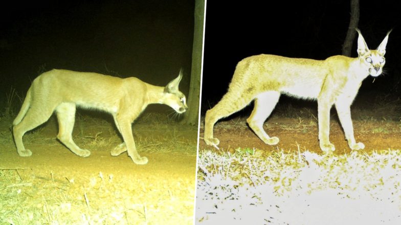 Caracal Returns to Kuno National Park: Rare Wild Cat Spotted in Madhya Pradesh After Decades, Boosting Wildlife Conservation (See Pics)