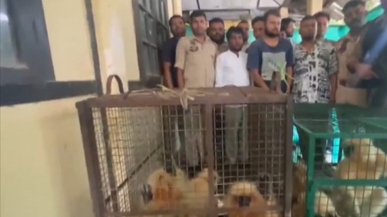 International Wildlife Trafficking Racket Busted in Assam; 9 Held, 8 Golden Langurs Rescued (Watch Video)