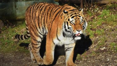 How Man-Eating Tiger Was Caught After Killing 2 Villagers in Lakhimpur Kheri
