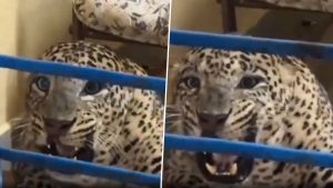 Leopard Enters Nilgiris Home While Chasing Dog, Forest Officials Carry Out Safe Rescue (Watch Video)
