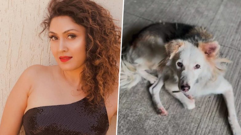 Manjari Fadnnis Vows Justice for Slain Community Dog Mikey, Says &lsquo;Will Make Sure Rest of Your Friends Are Safe&rsquo; (Watch Video)