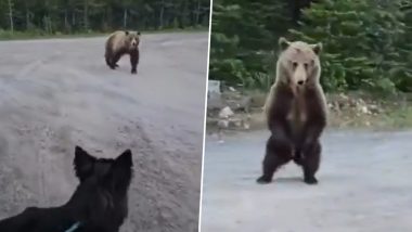 Canada Viral Video: Woman Escapes Grizzly Bear Attack While Hiking With Dog, Terrifying Chase Caught on Camera