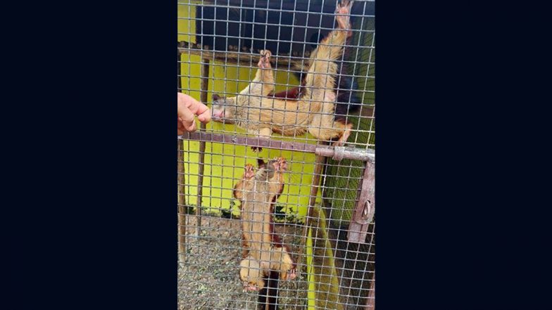 DRI Busts Wildlife Trafficking Racket in Andhra Pradesh’s Srikakulam; 21 Protected Animals Rescued