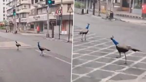 Peacocks Spotted on Mumbai’s Pedder Road As Monsoon Rains Cool City (Watch Video)