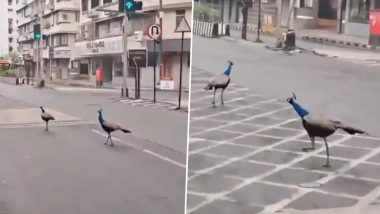 Peacocks Spotted on Mumbai&rsquo;s Pedder Road As Monsoon Rains Cool City (Watch Video)