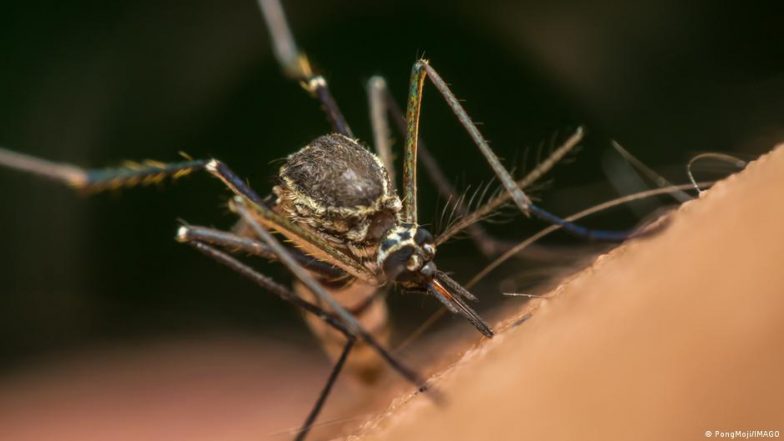 Why Google Wants to Release Millions of Mosquitoes in the US