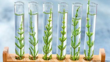 CRISPR Gene-editing for Crops: Precision Tool or New Risk?