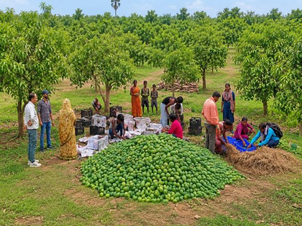 Business News | Jharkhand's Aamrapali Mangoes Reach UK Markets, Says Piyush Goyal
