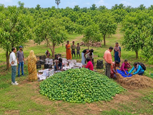 India News | APEDA Facilitates First Export of Fresh Mangoes from Jharkhand to United Kingdom