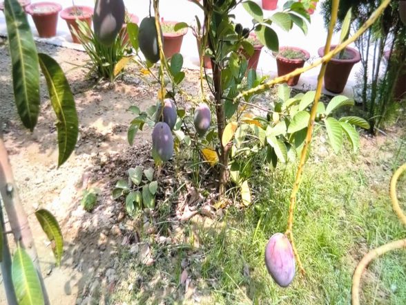 India News | Ayodhya Farmer Grows World's Most Expensive Mango in Home Garden