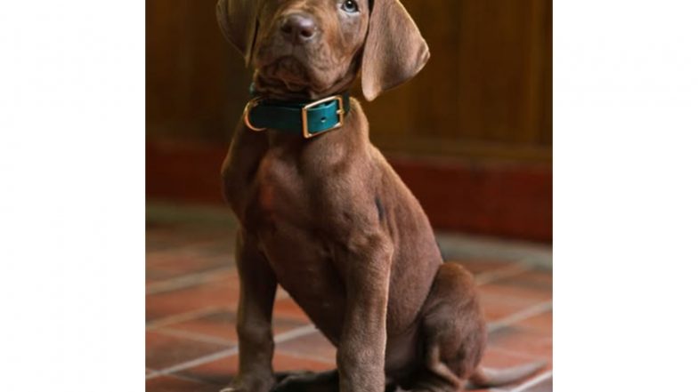 Entertainment News | Early First-look at 'Scooby-Doo' Live-action Series out