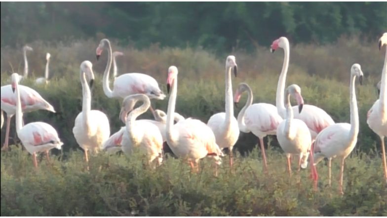 India News | Tamil Nadu: Large Flocks of Migratory Flamingos Spotted in Thoothukudi Salt Pans; Experts Stress Habitat Protection