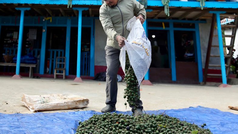 World News | Rudraksha Farming in Nepal: Prosperity Meets Peril as Farmers Chase Chinese Market Demand