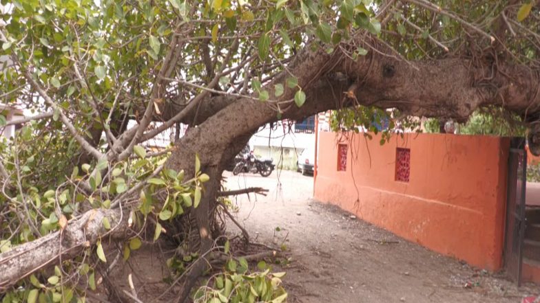 India News | J-K: Strong Winds Hit Udhampur, Uproot Century-old Tree, Damage Vehicles; No Casualties Reported