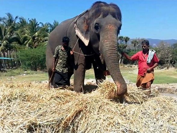 India News | Tamil Nadu: Elderly Farmer Injured in Elephant Attack in Krishnagiri, Villagers Stage Road Blockade