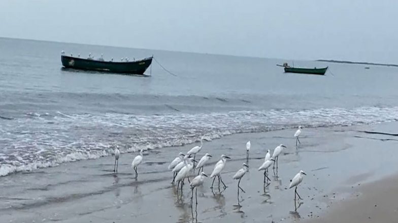 India News | Red Seaweed Washes Ashore Along Thoothukudi Harbour Beach, Draws Visitors