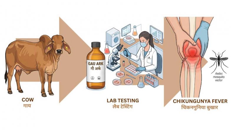 India News | Roorkee Scientists Identify Antiviral Compounds in Ayurvedic Cow Urine Distillate Against Chikungunya Virus