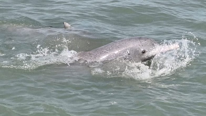 India News | Gujarat's Shivrajpur and Poshitra Dolphin Sites Recognised as 'best Spots': Forest and Environment Minister Arjun Modhwadia