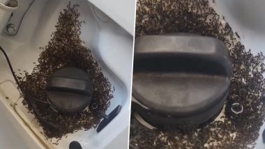 Do Ants Love Ethanol in Petrol? Fact Check on E20 and Viral Video of Ants Swarming Fuel Tank