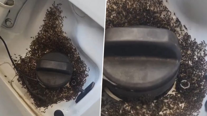Do Ants Love Ethanol in Petrol? Fact Check on E20 and Viral Video of Ants Swarming Fuel Tank
