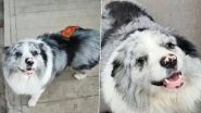 Tragic End for Chutou: China's Beloved Travel-Influencer Border Collie Kidnapped by Pet Thieves and Sold to Dog Meat Restaurant