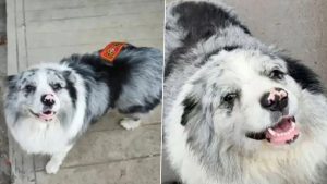 Tragic End for Chutou: China's Beloved Travel-Influencer Border Collie Kidnapped by Pet Thieves and Sold to Dog Meat Restaurant