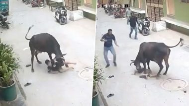 Cow Attack in Delhi: Stray Canine Attacks Child in Tughlakabad, Disturbing Video Surfaces