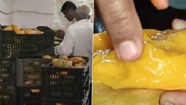 Mehsana Food Safety Crackdown: FSSAI Raid Uncovers Massive Stock of Worm-Eaten, Rotten Mangoes at Juice Factory in Gujarat (Watch Video)