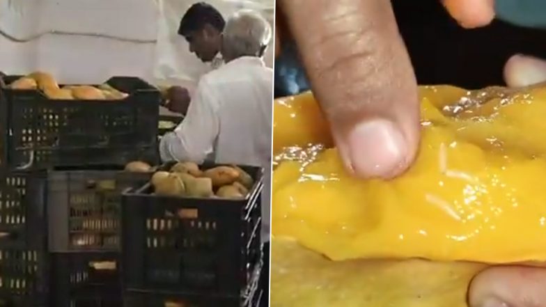 Mehsana Food Safety Crackdown: FSSAI Raid Uncovers Massive Stock of Worm-Eaten, Rotten Mangoes at Juice Factory in Gujarat (Watch Video)