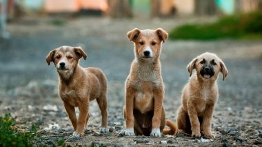 Animal Cruelty in Gujarat: Man Beats Several Puppies, Throws Dog From 2nd Floor in Jamnagar