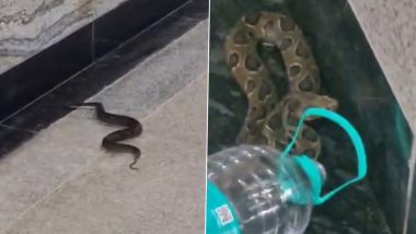 Venomous Russell's Viper Rescued From Mumbai's BKC Metro Station Basement, Video Surfaces