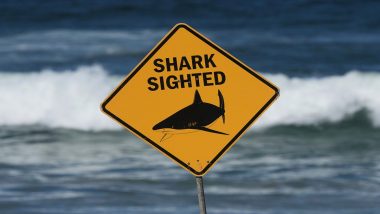 Sydney Shark Attack: Woman Suffers Serious Injuries After Being Attacked by 3.5-Metre Shark at Coogee Beach, Rescued by Lifeguard