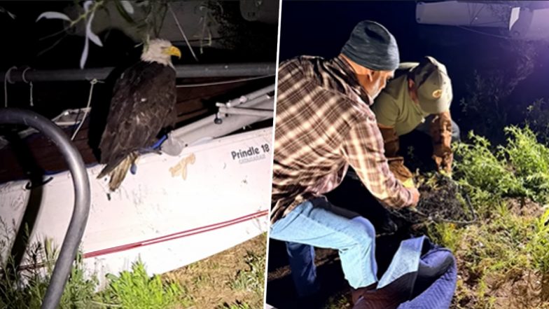 Jackie Rescued in Critical Condition After Bald Eagle Fight Near Big Bear Nest (Video)