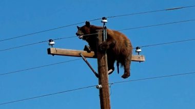 Bear Electrocuted on Power Pole in New Mexico As Viral Video Raises Questions Over Rescue Response
