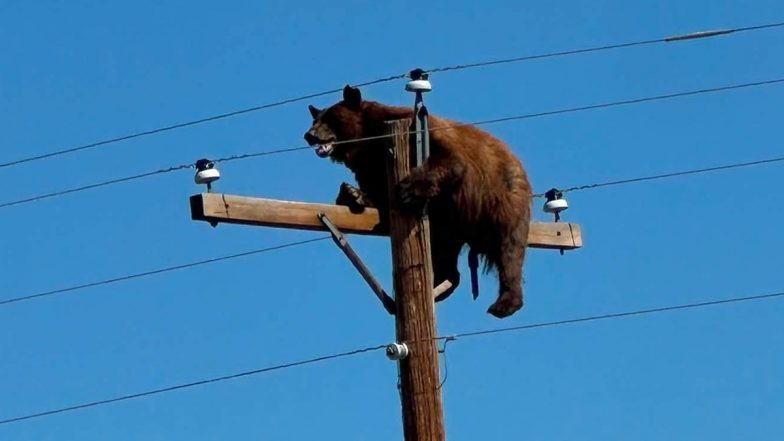 Bear Electrocuted on Power Pole in New Mexico As Viral Video Raises Questions Over Rescue Response