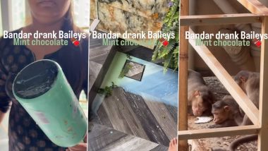 Monkeys Drink Baileys Mint Chocolate After Entering Home? Viral Video Sparks Funny Reactions Online