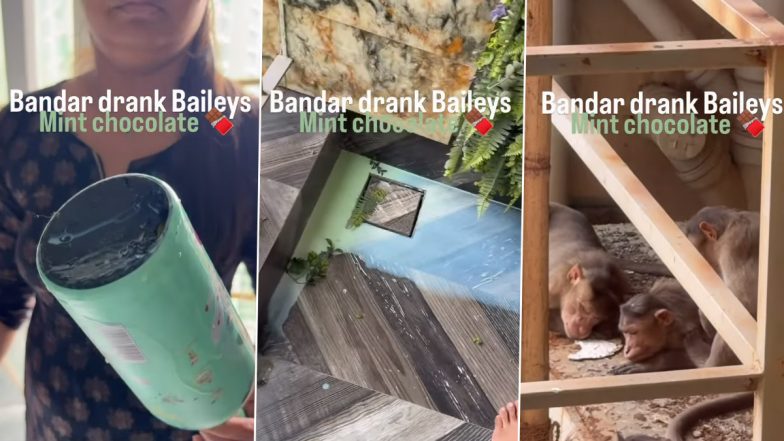 Monkeys Drink Baileys Mint Chocolate After Entering Home? Viral Video Sparks Funny Reactions Online
