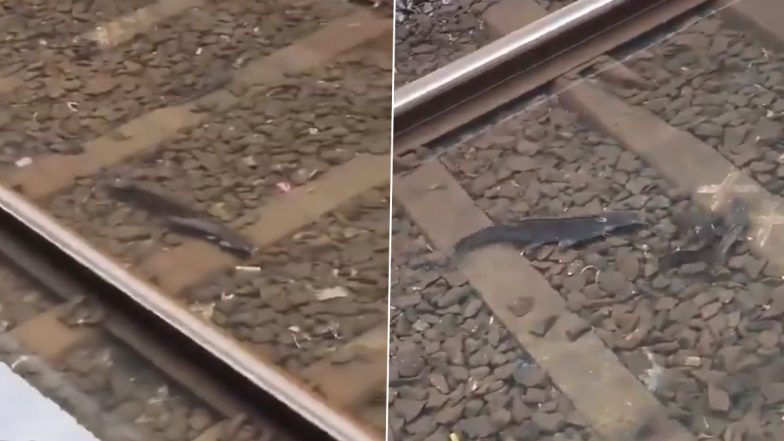 Viral Video Shows Fish on Flooded Mumbai Local Train Railway Tracks Amid Monsoon Waterlogging