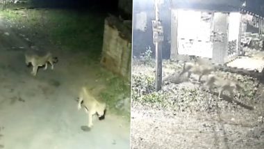 Gujarat: CCTV Captures Asiatic Lions Hunting Cow on Village Road in Amreli (Video)