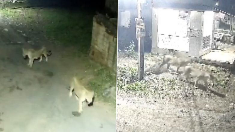Gujarat: CCTV Captures Asiatic Lions Hunting Cow on Village Road in Amreli (Video)