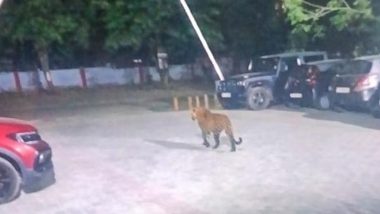 Leopard Cub Seen Near Gurugram&rsquo;s Ridgeview IFS Society, Residents Put on Alert (See Pic)