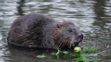 How a Colony of Beavers Solved a Decades-Old Flooding Problem in West London