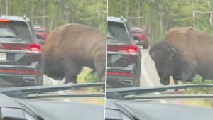 social-viral-Yellowstone National Park Viral Video Shows Bison Puncturing a Car’s Tyre; Here’s What Happened