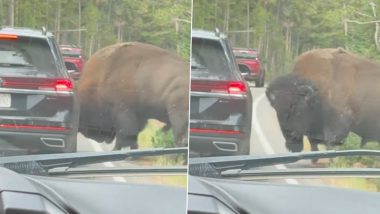 Yellowstone National Park Viral Video Shows Bison Puncturing a Car&rsquo;s Tyre; Here&rsquo;s What Happened