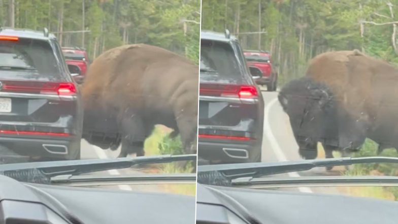Yellowstone National Park Viral Video Shows Bison Puncturing a Car&rsquo;s Tyre; Here&rsquo;s What Happened